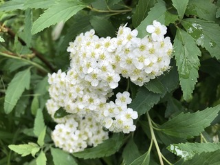 98D88BE9-627D-41F9-A250-2918FA4ADE74.jpeg