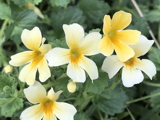 A6E12D43-7D92-41D6-9DD8-9C5217E743E8.jpeg