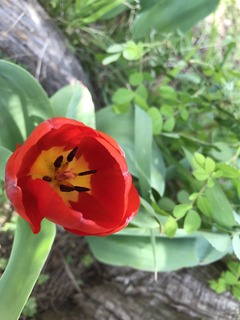 AD52F5E0-A032-4B6F-A7E5-8352FECDAD9E.jpeg