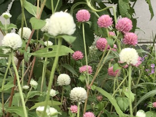 E6961793-50DB-437C-9D72-3814F55A18A4.jpeg